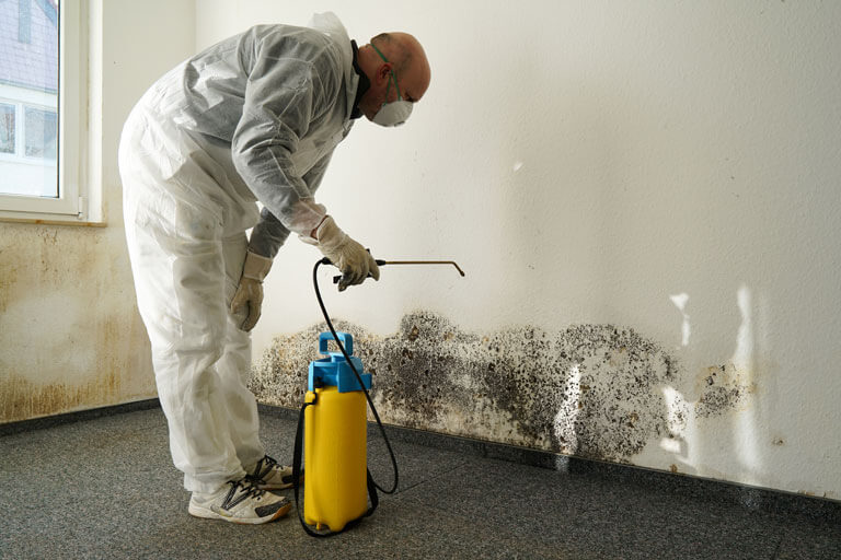 Mold Removal Contractors