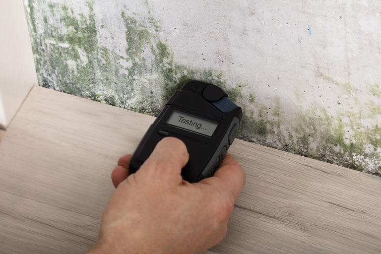 Mold Removal Contractors