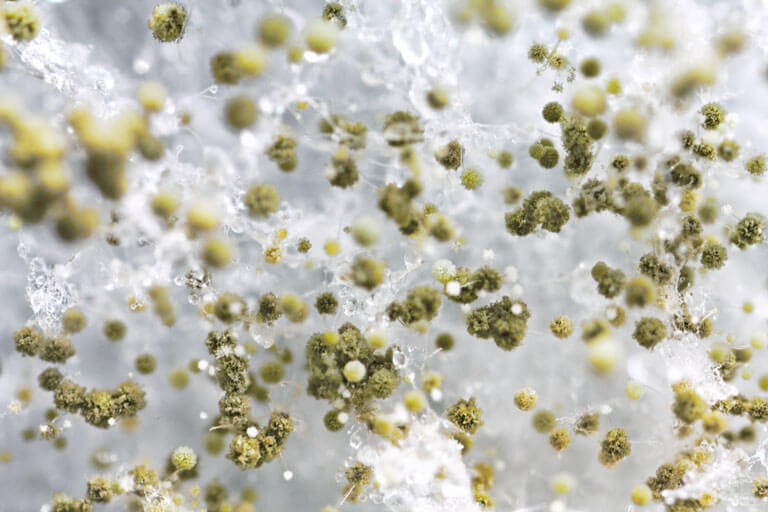 Mold Remediation Contractors