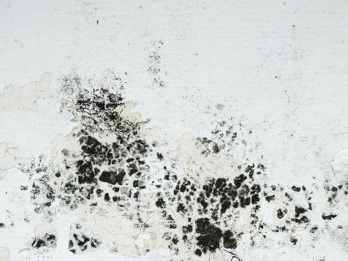 Mold Count in Madison: What the Levels Mean