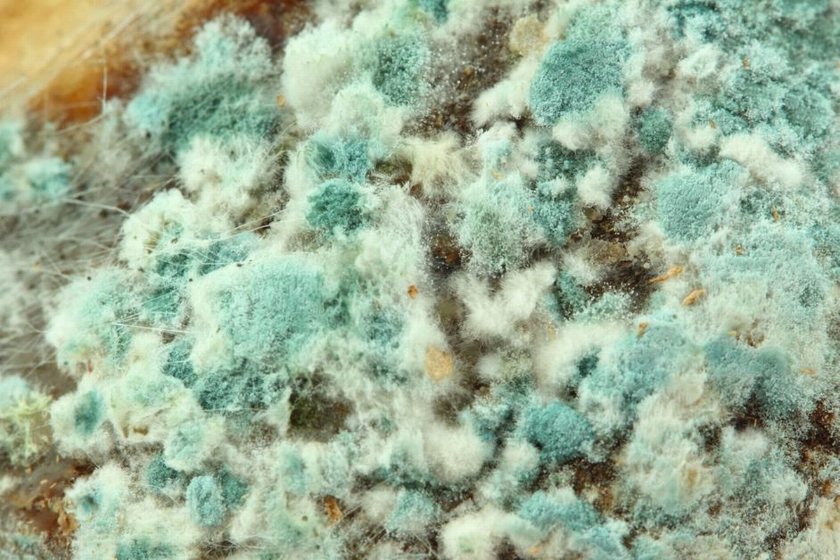 What Is Mold Mitigation and Why It Matters