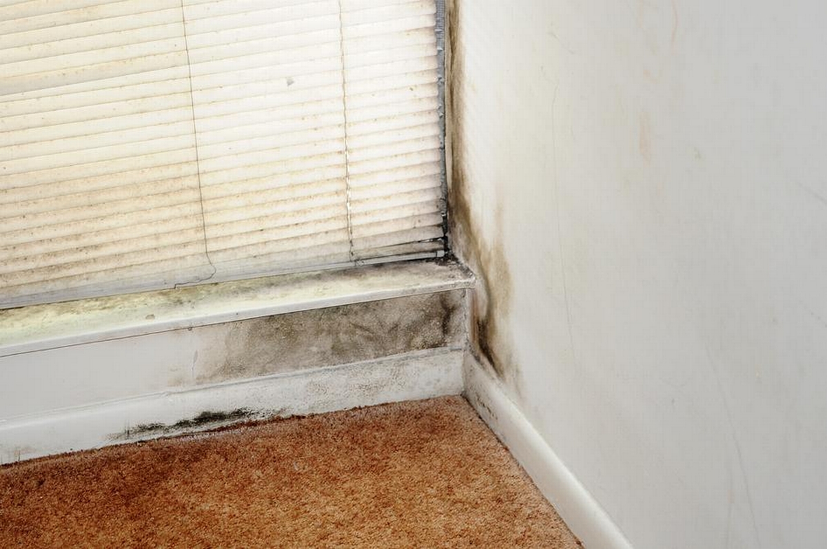 Mold Menace or Myth?: Debunking Common Misconceptions and What You Really Need to Know