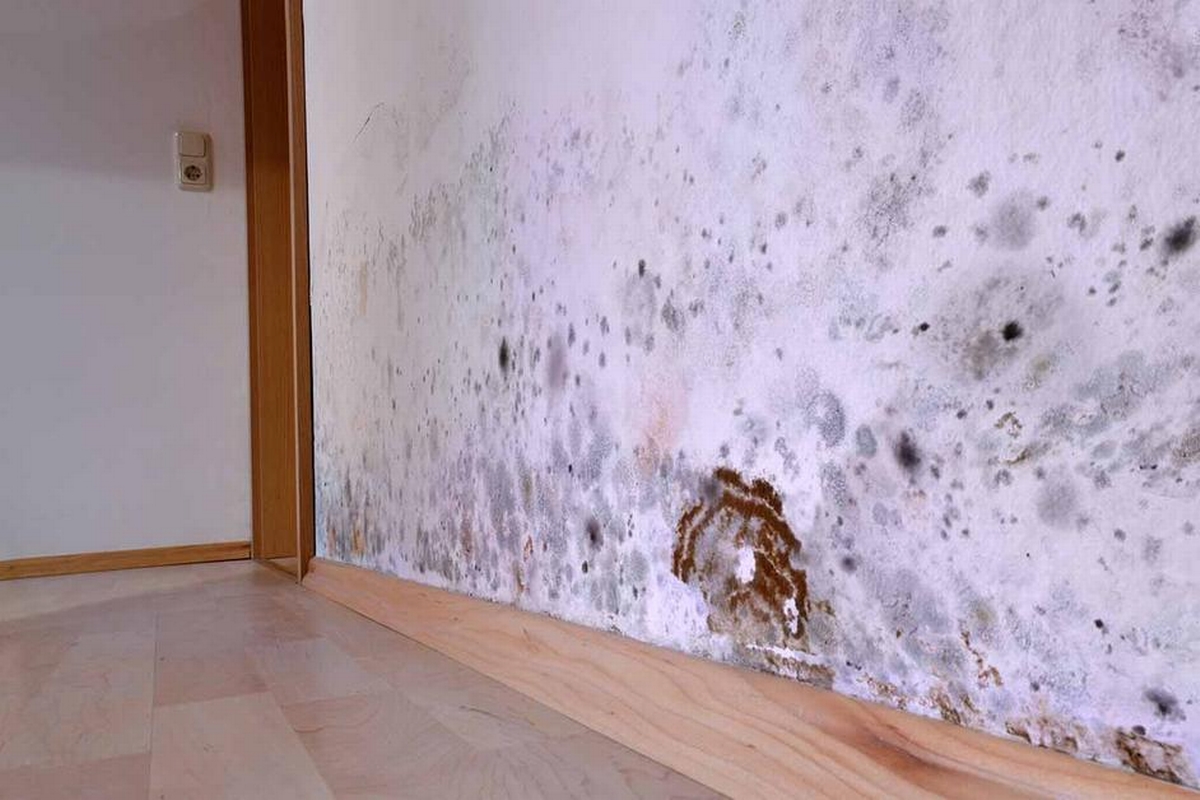 Mold Myths Busted: What Every Homeowner Should Know About Mold Management and Health Risks
