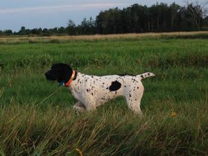 A87355F3-oak1.jpg