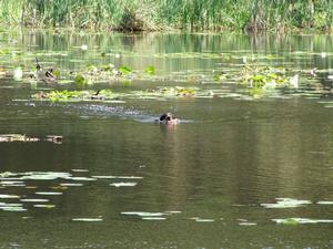 A8C6BA48-duck.jpg