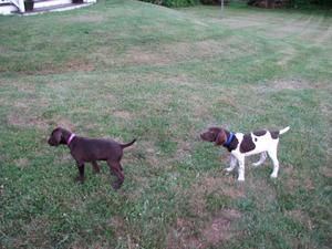 A9162D86-pups_to_carey.jpg