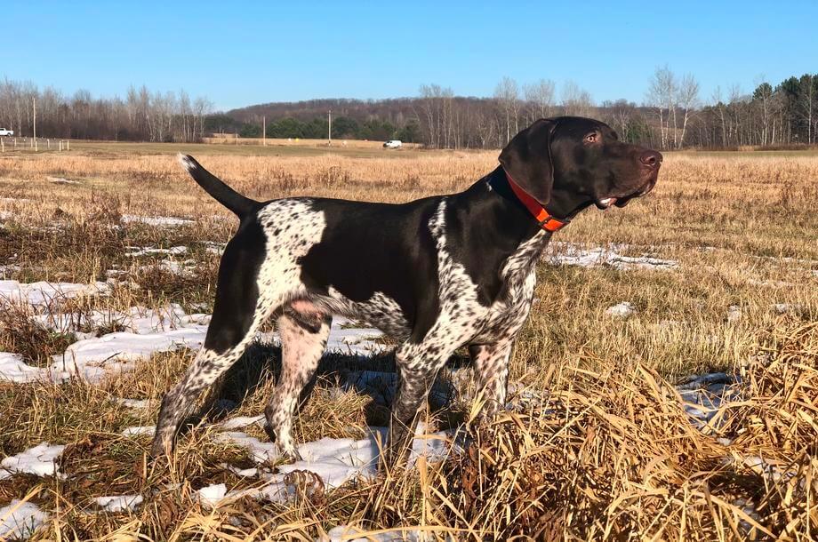 Buck 