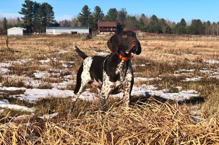 Buck 