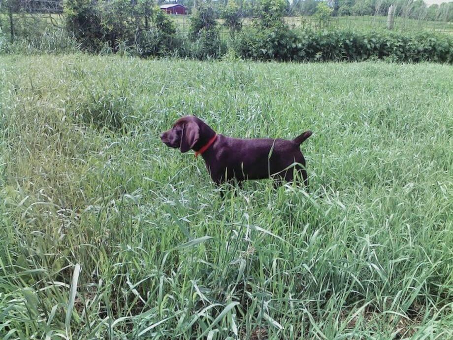 Colonel Klaus 