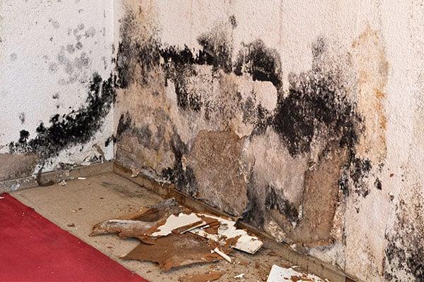 Mold Remediation in City, State