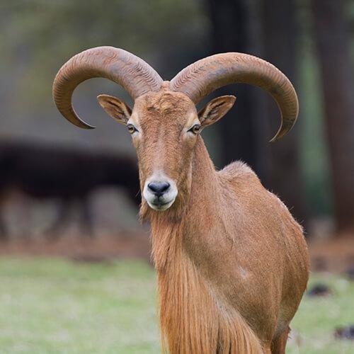 Aoudad