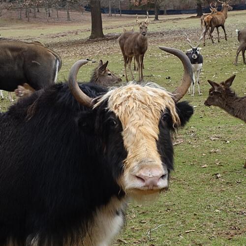 Yak