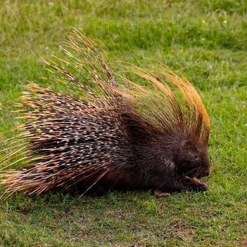 African Crested Porcupines