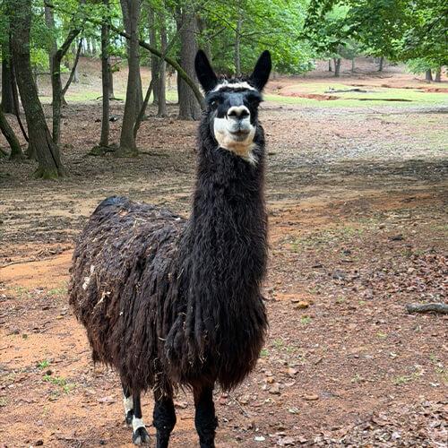 Alapaca