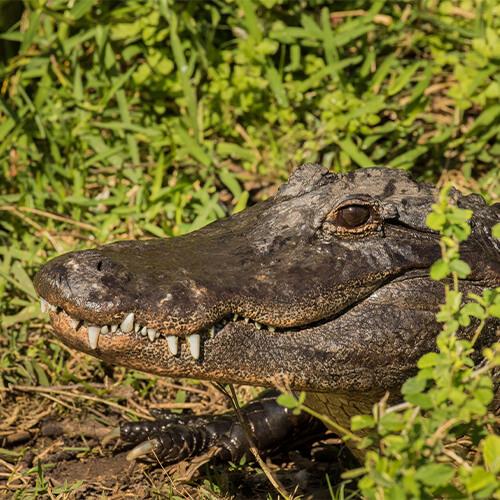 Alligator