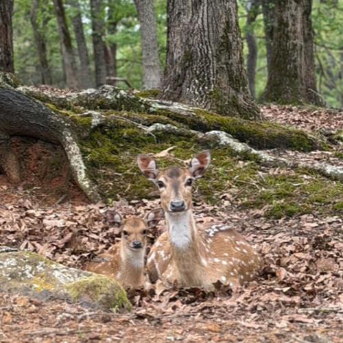 Axis Deer