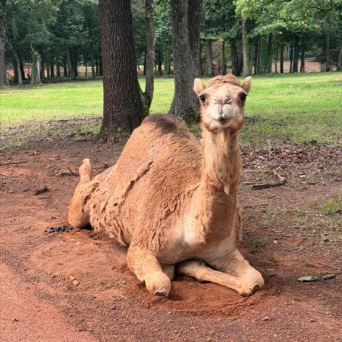 Camel
