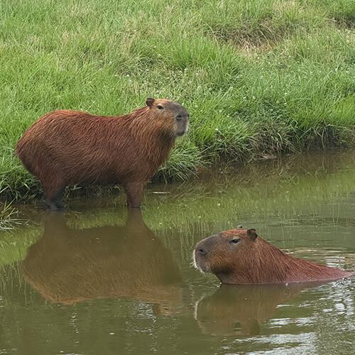 Capybara