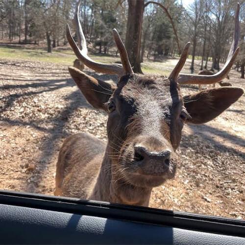 Fallow Deer