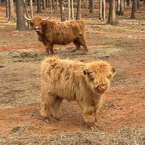 Highland Cattle