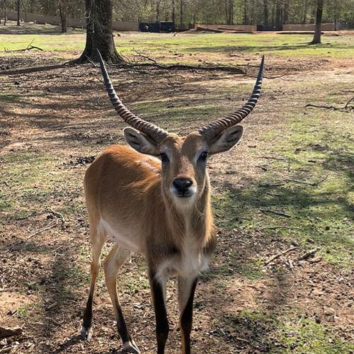 Lechwe