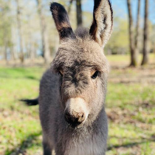 Mini Donkey