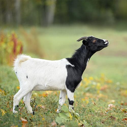 Nigerian Dwarf Goat