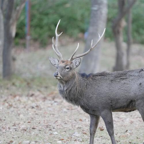 Sika Deer
