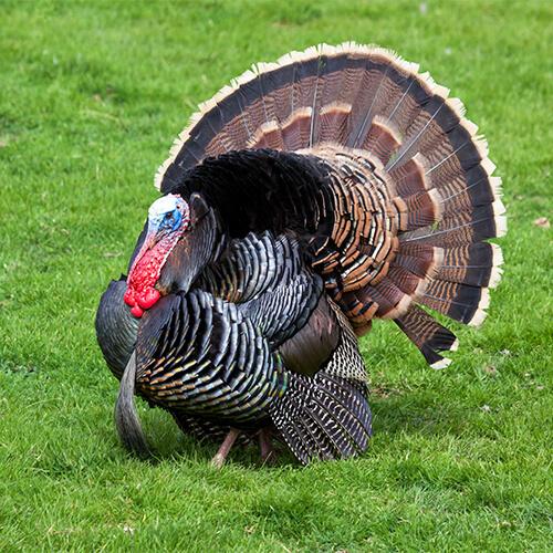 Turkey