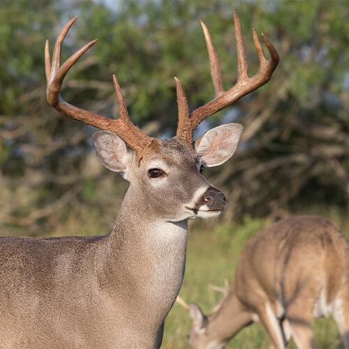 Whitetail Deer