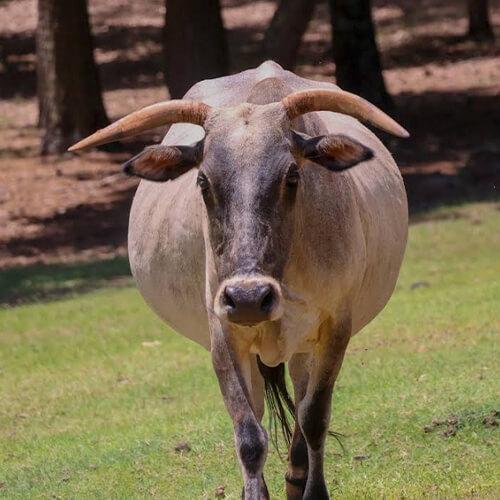 Zebu