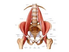 Tight and Shortened Psaos Muscles Cause Low Back, Hip and Knee Problems