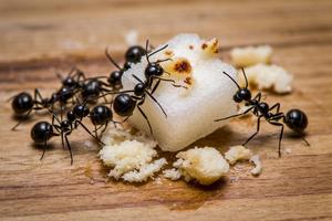 Can Pest Control Get Rid of Ants for Good?
