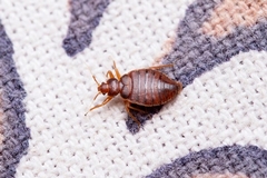 Can Bed Bugs Bite Just Once? What Bites May Mean