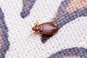 Can Bed Bugs Bite Just Once? What Bites May Mean