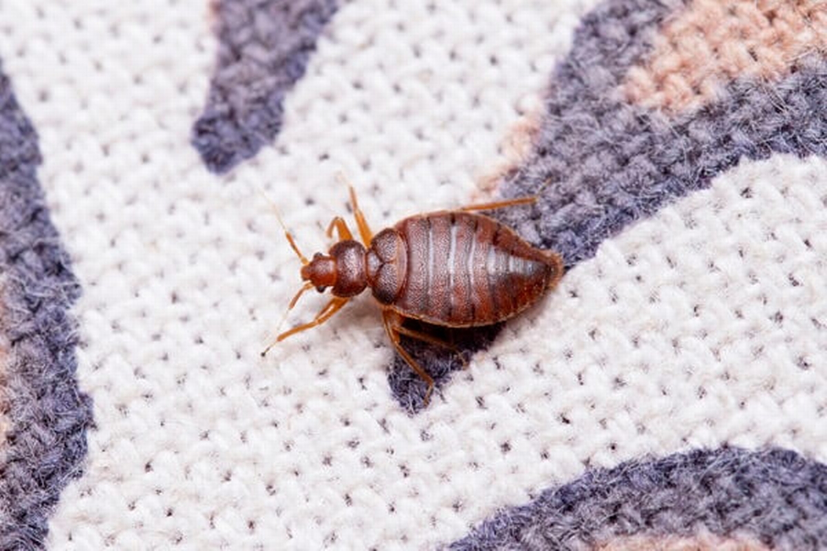 Can Bed Bugs Bite Just Once? What Bites May Mean