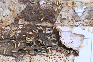 Do Termites Have a Smell? Signs You Might Notice