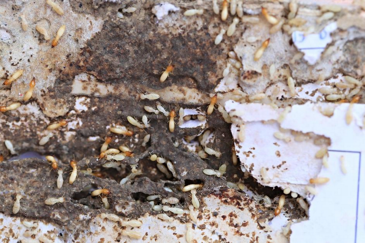Do Termites Have a Smell? Signs You Might Notice