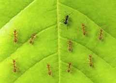 Are Fire Ants the Same as Red Ants? Key Differences