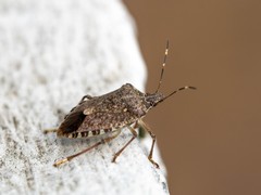 What Stink Bugs Eat and Why They Come Near Your Home