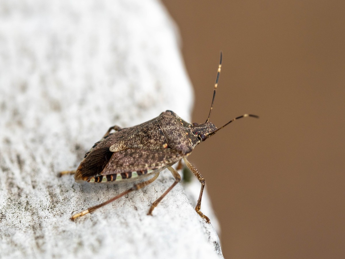 What Stink Bugs Eat and Why They Come Near Your Home