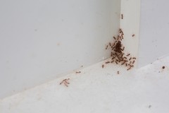 Basement Ant Problems: Why They Show Up and How to Get Rid of Them
