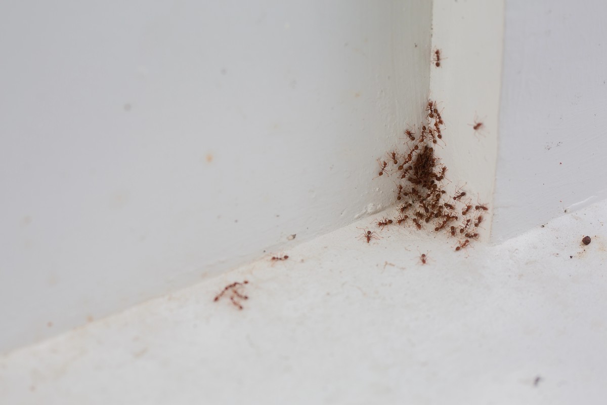Basement Ant Problems: Why They Show Up and How to Get Rid of Them