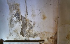 Is the Mold in My Basement Dangerous for My Family