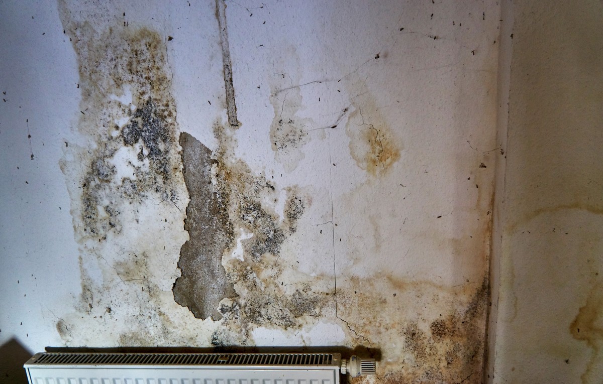 Is the Mold in My Basement Dangerous for My Family