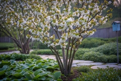 Best Small Ornamental Trees for Front Yards and Landscaping