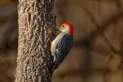 Understanding the Impact of Woodpeckers on Trees