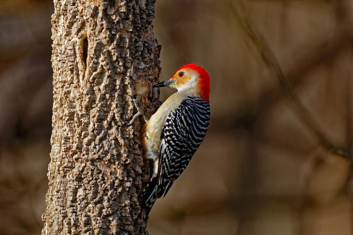 Understanding the Impact of Woodpeckers on Trees