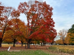 Trees with Red Leaves: Popular Varieties and How to Choose the Right One