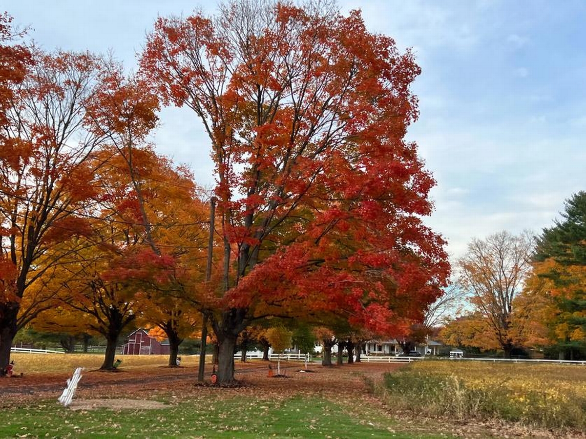Trees with Red Leaves: Popular Varieties and How to Choose the Right One